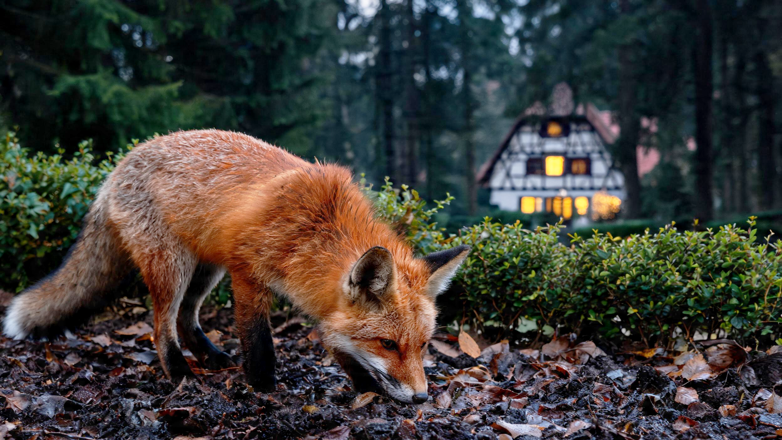 La zorra de Friburgo: la bella historia entre la casa y el bosque